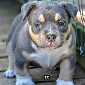 Meet your Posher, Kenneth